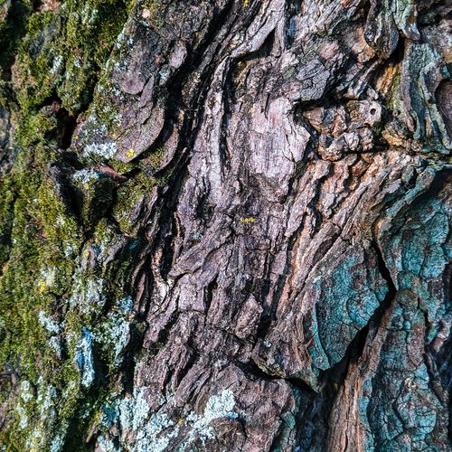 Mossy tree bark
