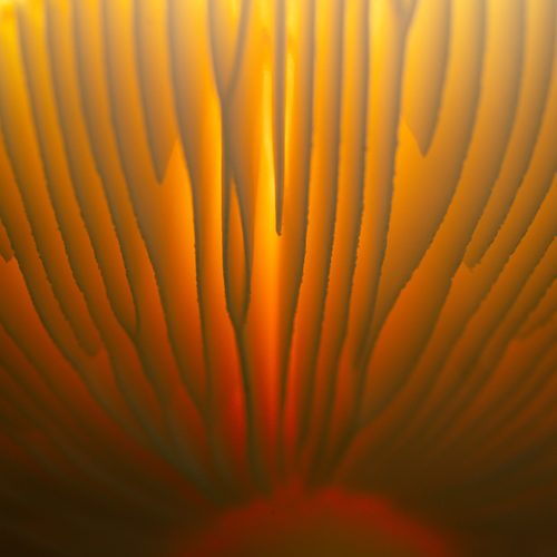 Mushroom gills glowing