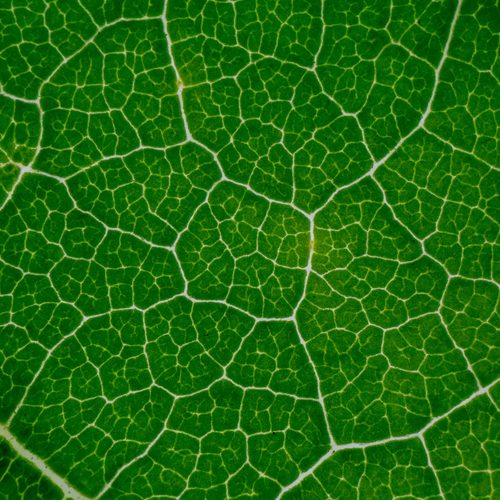 Leaf venation network