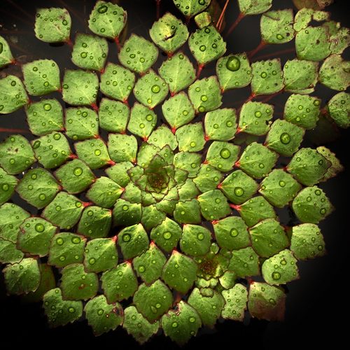 Dewdrop leaf rosette