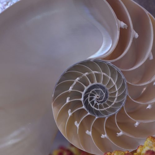 Nautilus shell cross-section — Golden Ratio