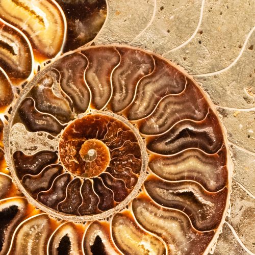 Ammonite fossil spiral