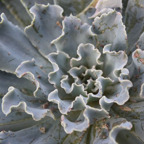 Succulent rosette