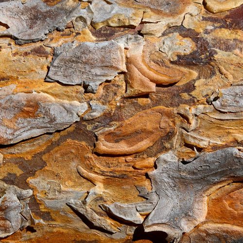 Pine bark plates