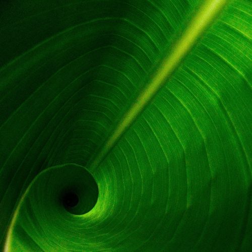 Curled banana leaf spiral