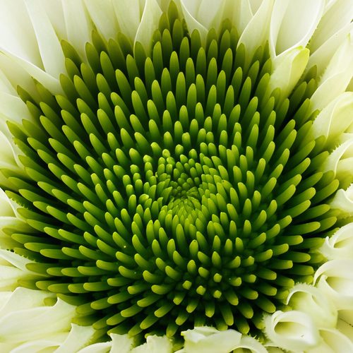 Sunflower disk florets